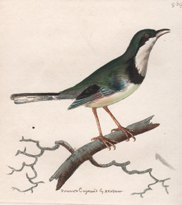 The Thoracic Warbler 